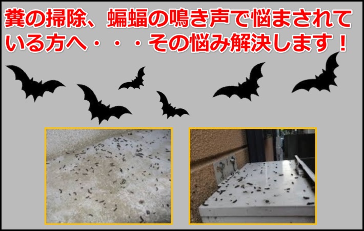 コウモリ対策写真
